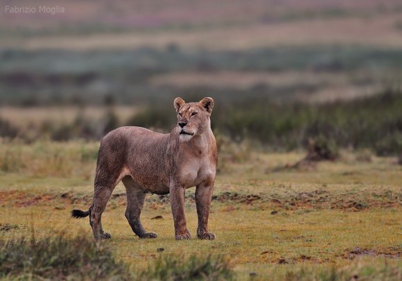 Leone - Lion (Panthera leo)