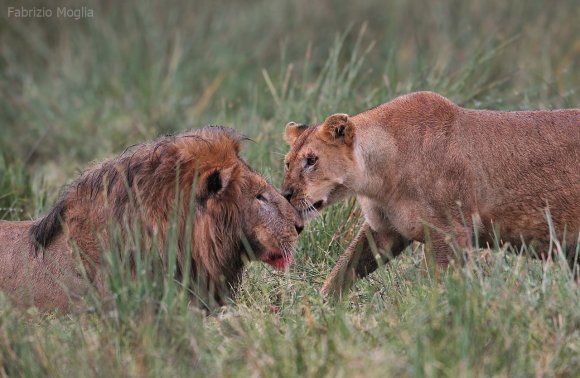 Leone - Lion (Panthera leo)