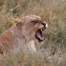 Leone - Lion (Panthera leo)