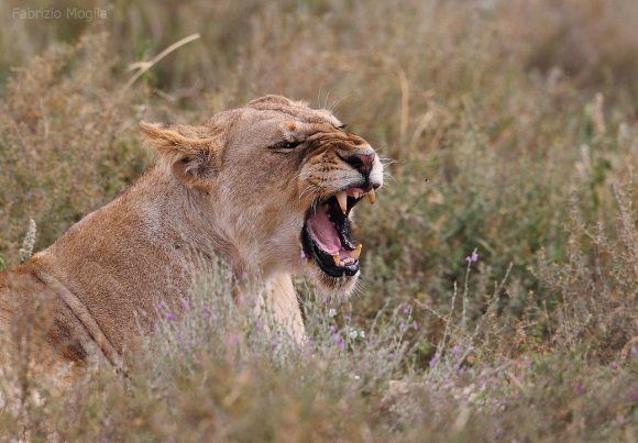 Leone - Lion (Panthera leo)