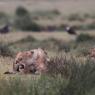 Leone - Lion (Panthera leo)