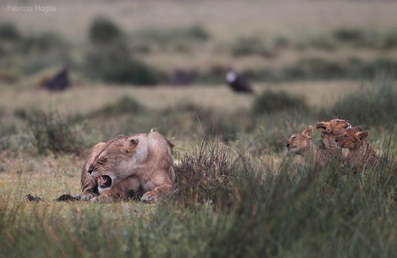 Leone - Lion (Panthera leo)