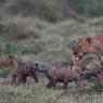 Leone - Lion (Panthera leo)