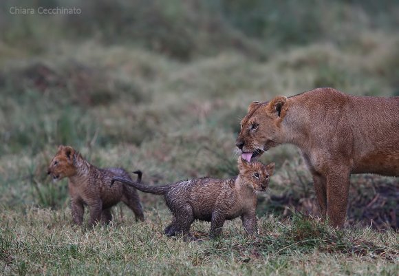 Leone - Lion (Panthera leo)