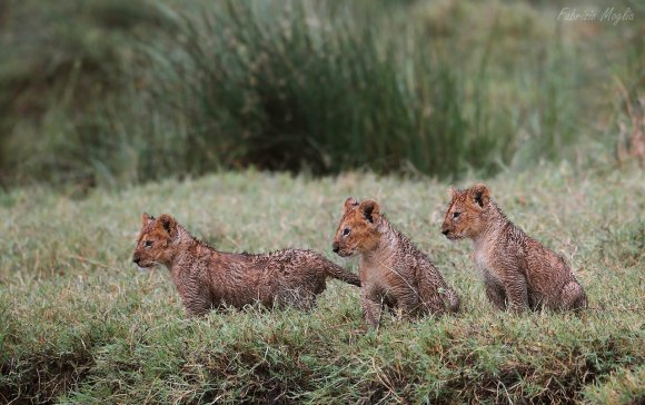 Leone - Lion (Panthera leo)