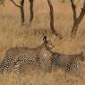 Leopardo - Leopard (Panthera pardus)