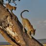 Leopardo - Leopard (Panthera pardus)