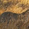 Leopardo - Leopard (Panthera pardus)