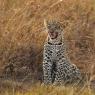 Leopardo - Leopard (Panthera pardus)