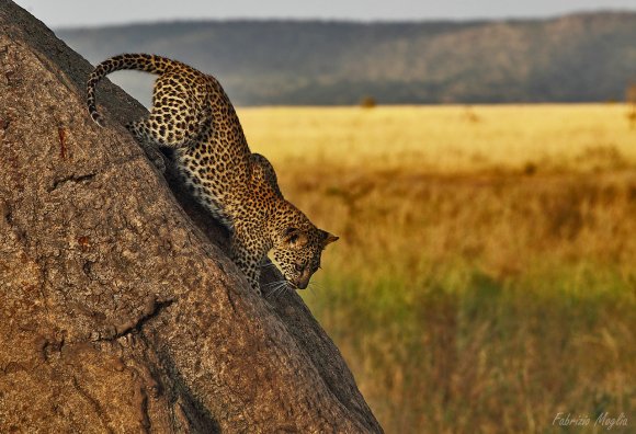 Leopardo - Leopard (Panthera pardus)