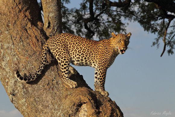 Leopardo - Leopard (Panthera pardus)