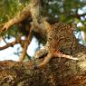 Leopardo - Leopard (Panthera pardus)