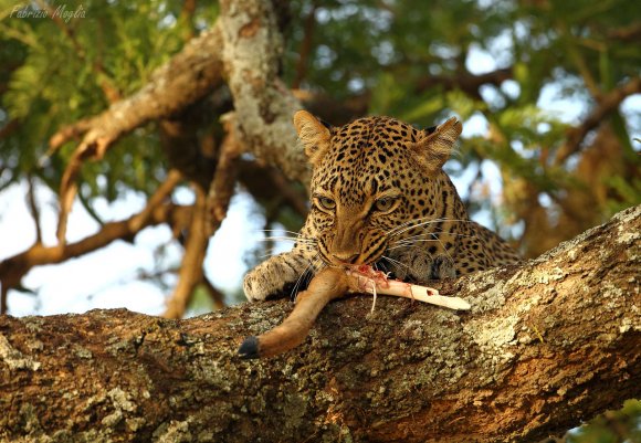 Leopardo - Leopard (Panthera pardus)