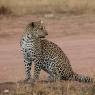 Leopardo - Leopard (Panthera pardus)