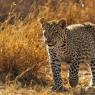 Leopardo - Leopard (Panthera pardus)