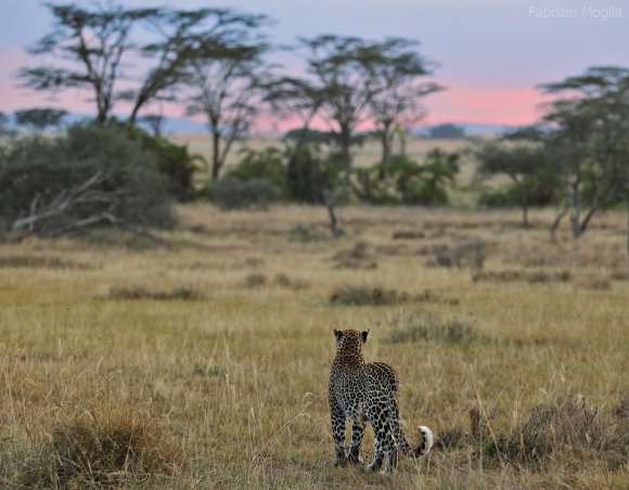 Leopardo - Leopard (Panthera pardus)