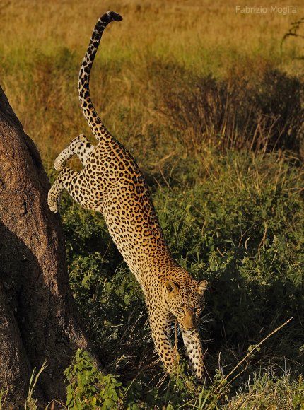 Leopardo - Leopard (Panthera pardus)