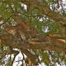 Leopardo - Leopard (Panthera pardus)