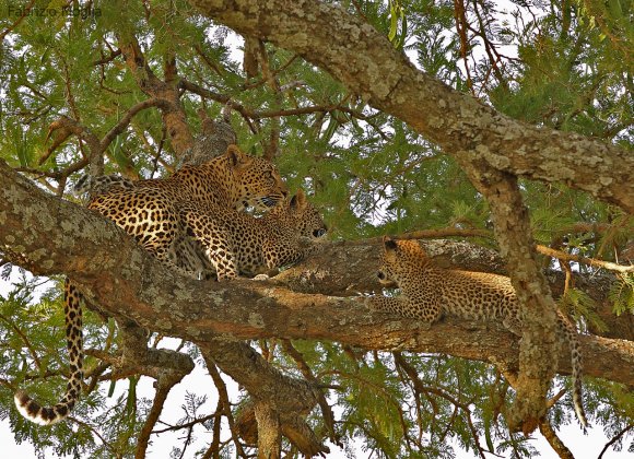 Leopardo - Leopard (Panthera pardus)