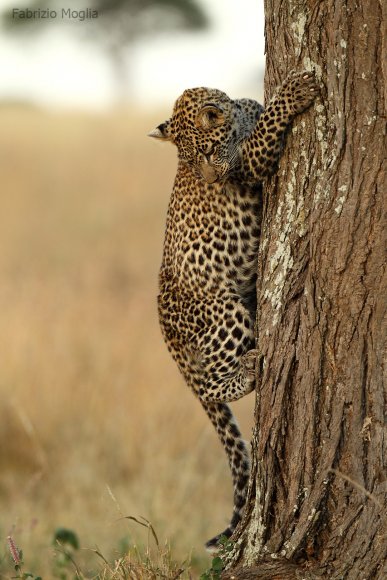 Leopardo - Leopard (Panthera pardus)