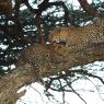 Leopardo - Leopard (Panthera pardus)