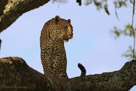 Leopardo - Leopard (Panthera pardus)