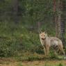 Lupo - Wolf - (Canis lupus)