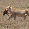 Leone - Lion (Panthera leo)