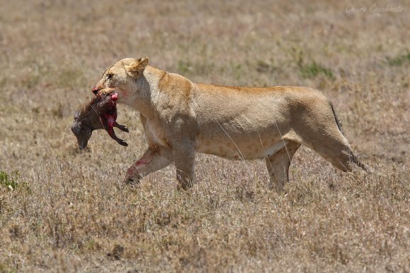 Leone - Lion (Panthera leo)