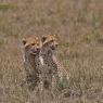 Ghepardo - Cheetah (Acinonyx jubatus)