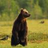 Orso bruno - Brown bear (Ursus arctos)