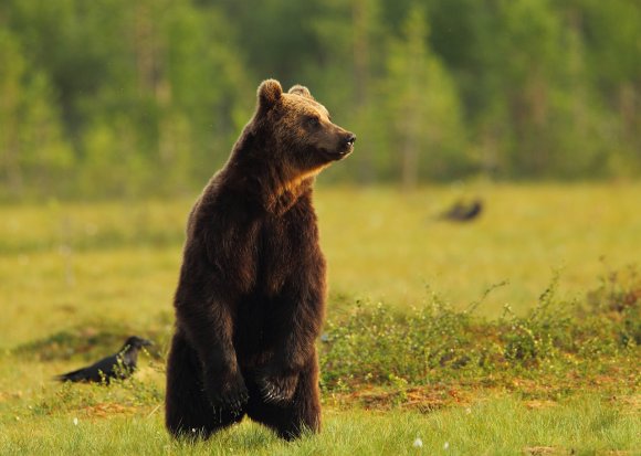 Orso bruno - Brown bear (Ursus arctos)