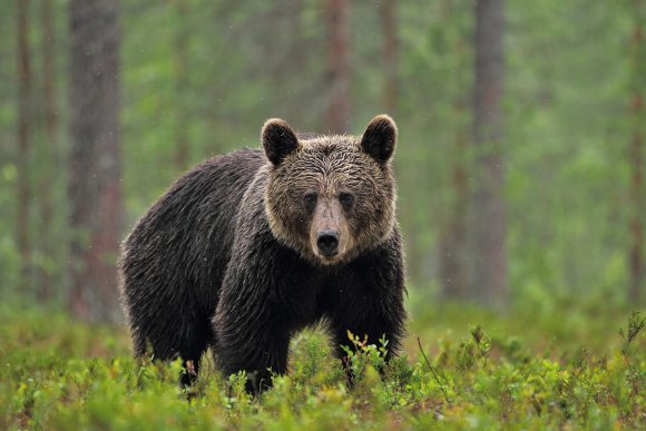 Orso bruno - Brown bear (Ursus arctos)