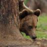 Orso bruno - Brown bear (Ursus arctos)