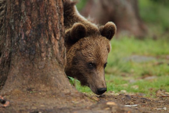 Orso bruno - Brown bear (Ursus arctos)