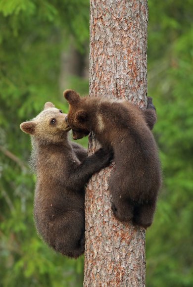 Orso bruno - Brown bear (Ursus arctos)