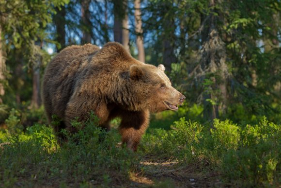 Orso bruno - Brown bear (Ursus arctos)