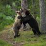 Orso bruno - Brown bear (Ursus arctos)