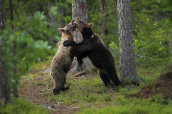 Orso bruno - Brown bear (Ursus arctos)