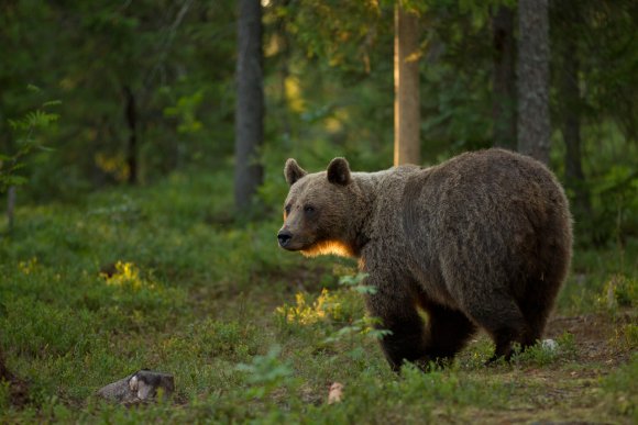 Orso bruno - Brown bear (Ursus arctos)