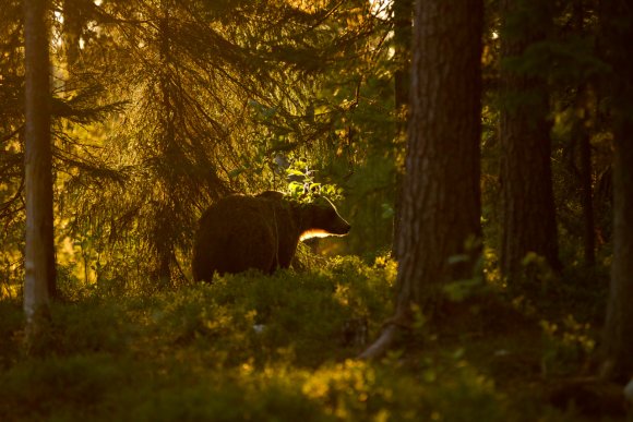 Orso bruno - Brown bear (Ursus arctos)