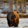 Orso bruno - Brown bear (Ursus arctos)