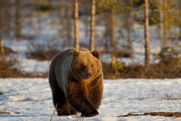 Orso bruno - Brown bear (Ursus arctos)