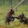 Orso bruno - Brown bear (Ursus arctos)