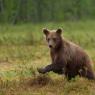 Orso bruno - Brown bear (Ursus arctos)