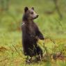 Orso bruno - Brown bear (Ursus arctos)