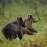 Orso bruno - Brown bear (Ursus arctos)