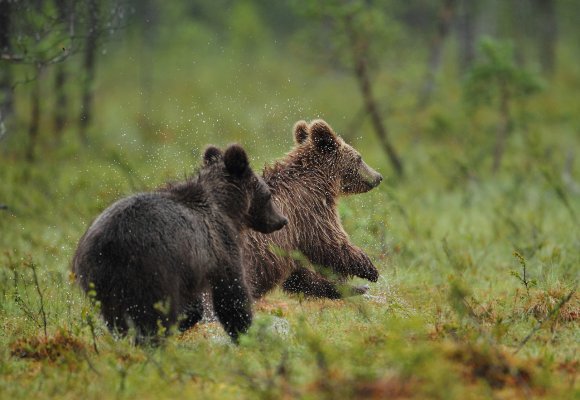Orso bruno - Brown bear (Ursus arctos)