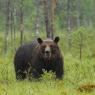 Orso bruno - Brown bear (Ursus arctos)