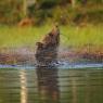 Orso bruno - Brown bear (Ursus arctos)